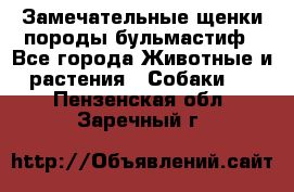 Замечательные щенки породы бульмастиф - Все города Животные и растения » Собаки   . Пензенская обл.,Заречный г.